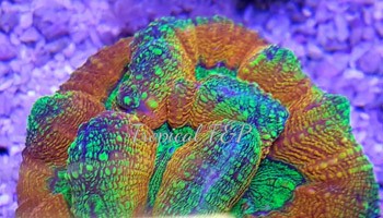 CORAL LPS