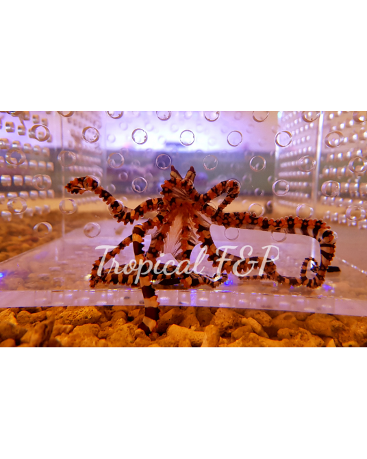 PULPO ZEBRA BRILLO REAL