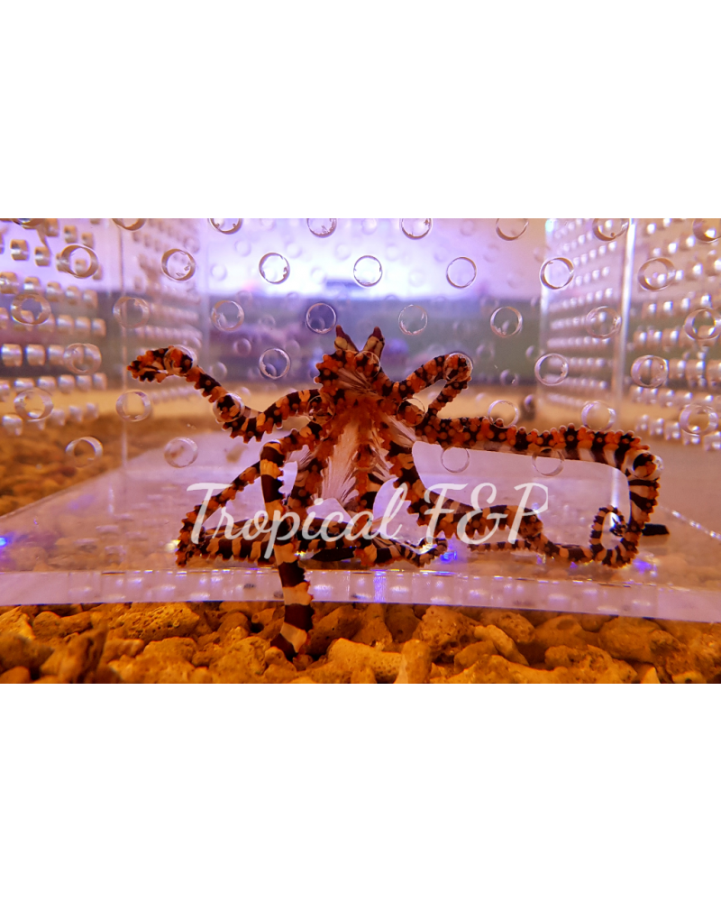 PULPO ZEBRA BRILLO REAL