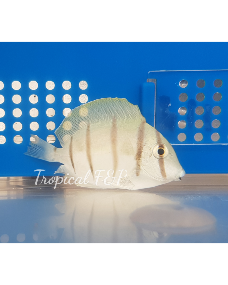 Nemateleotris decora