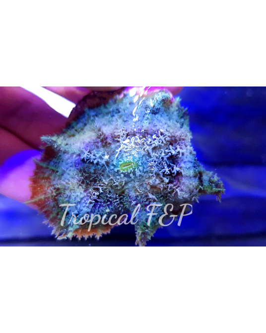 DISCOSOMA NEGLECTA