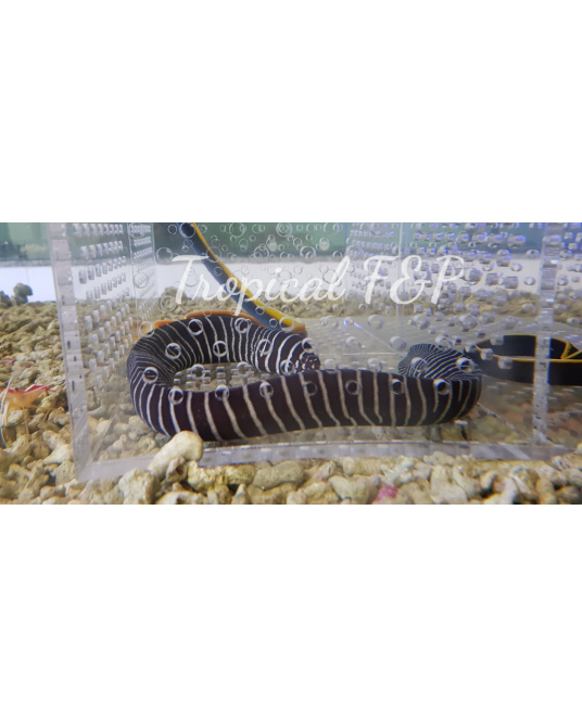 MORENA ZEBRA L-XL