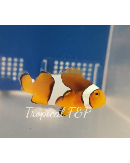 PERCULA CAUTIVIDAD