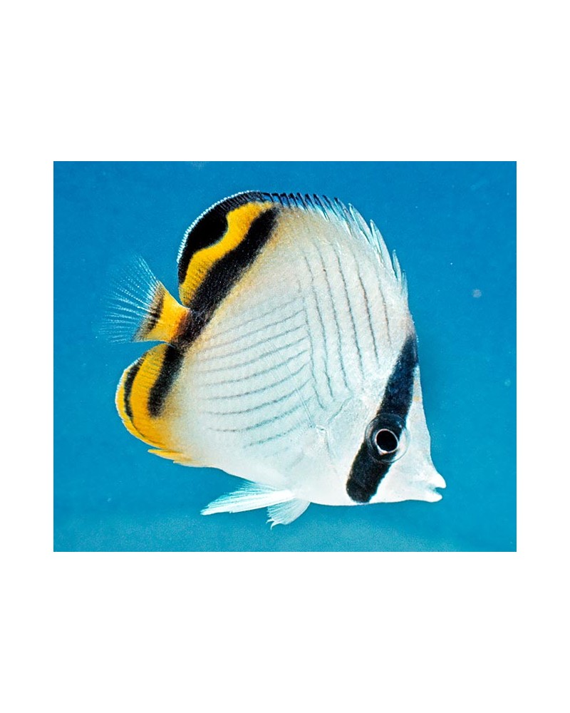 CHAETODON VAGABUNDUS