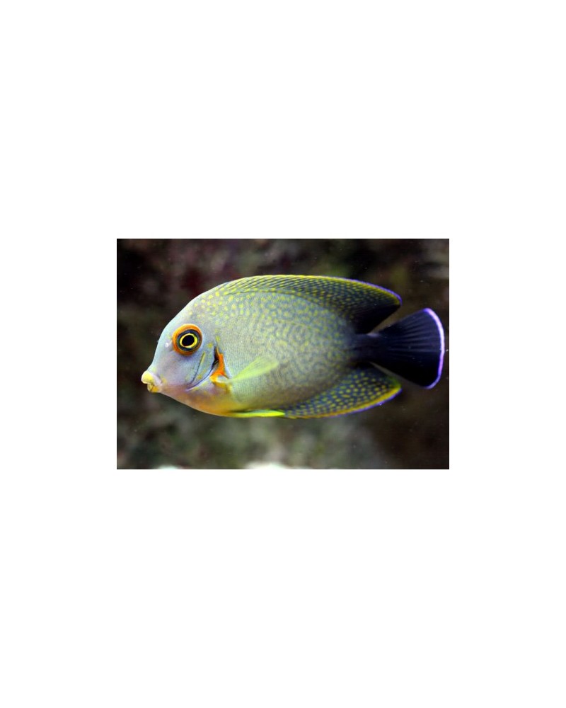 ACANTHURUS CHRONIXIS