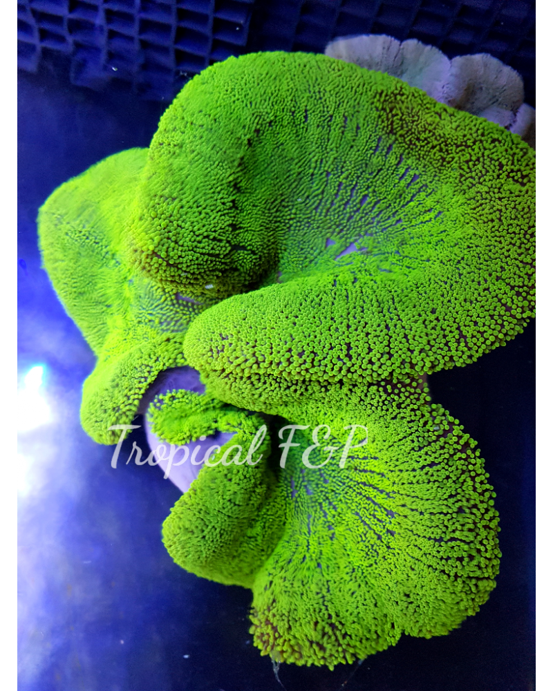 HADDONI VERDE FLUOR