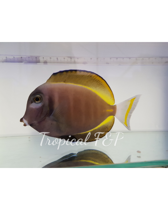 ACANTHURUS NIGRICAN DEL ÍNDICO L