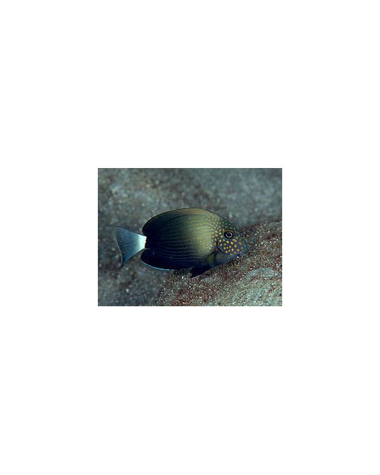 ACANTHURUS MACULICEPS M