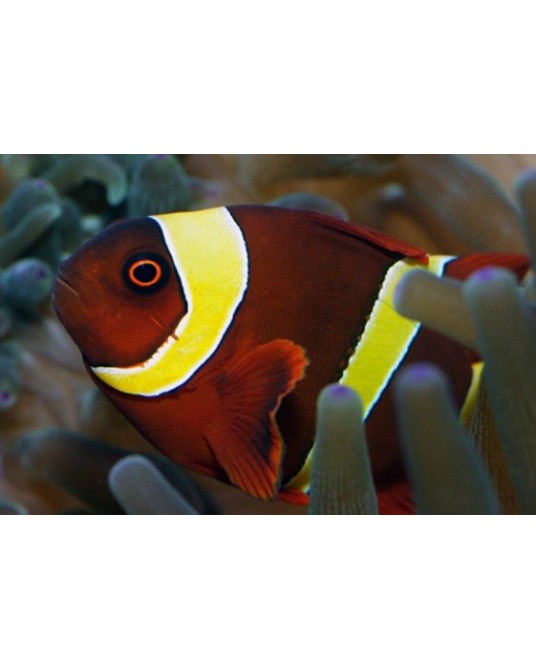 PREMNAS BIACULEATUS YELLOW