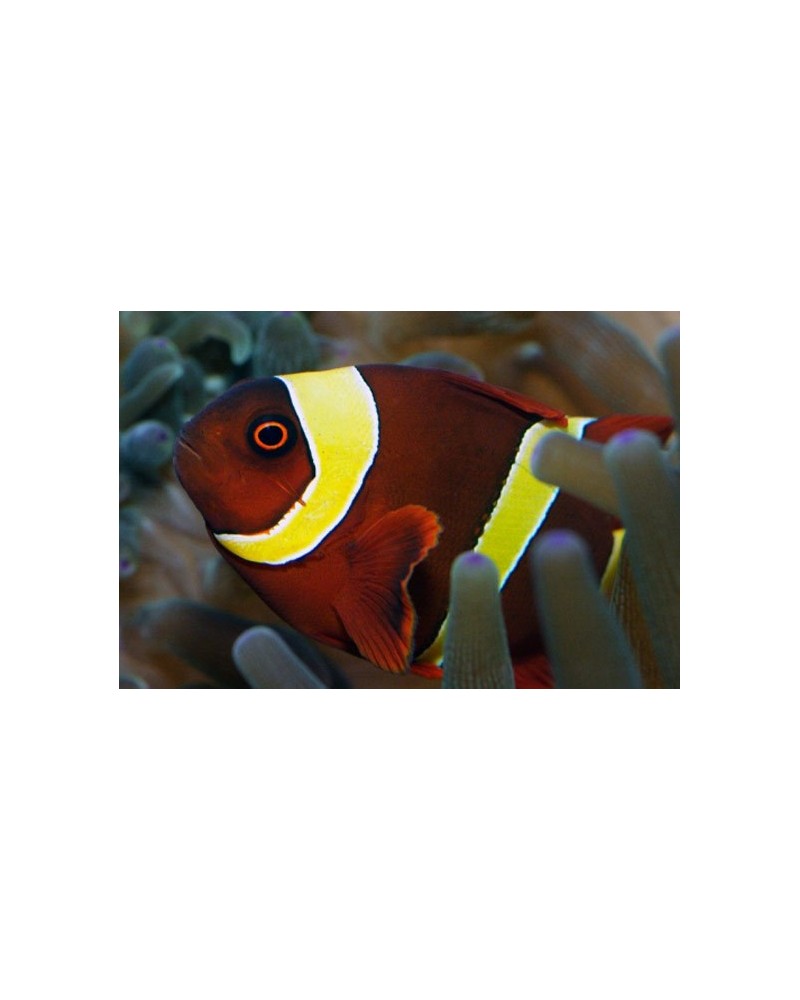 Nemateleotris decora