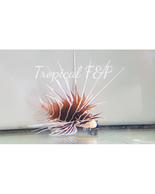 PTEROIS ANTENNATA L