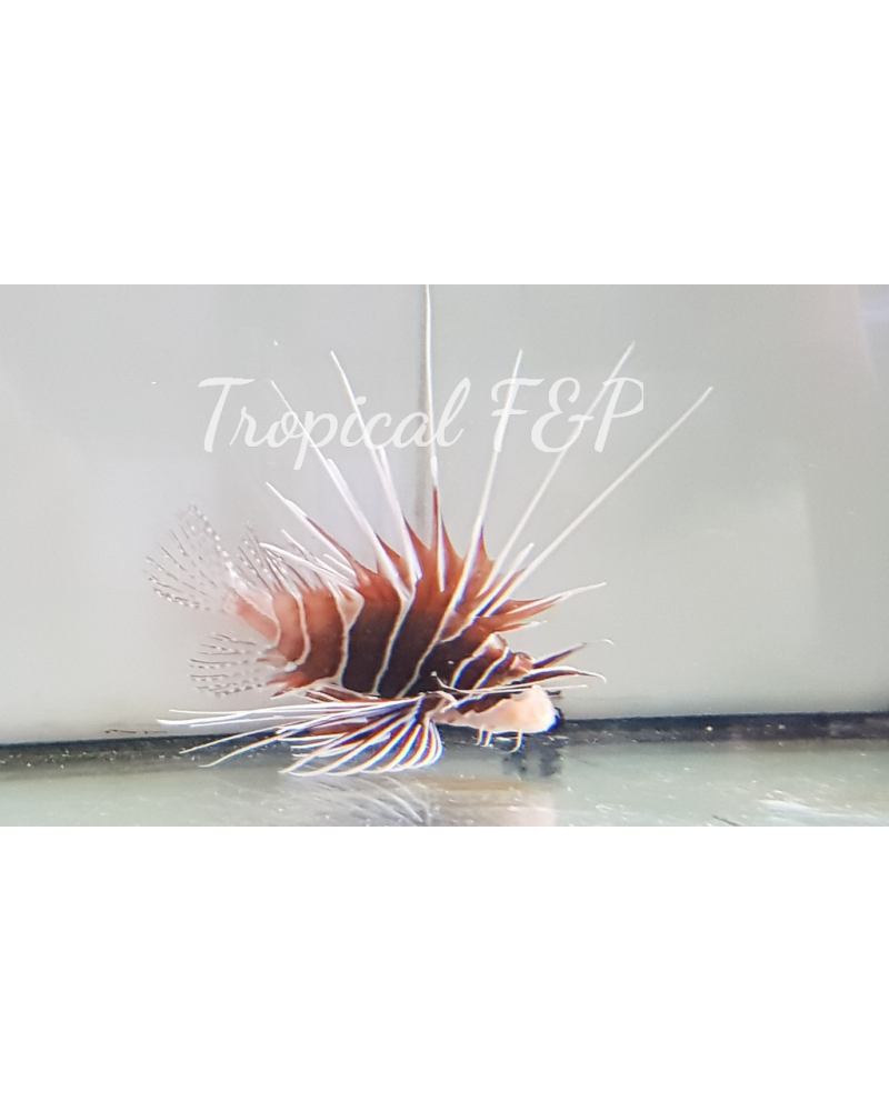 PTEROIS ANTENNATA MALDIVAS
