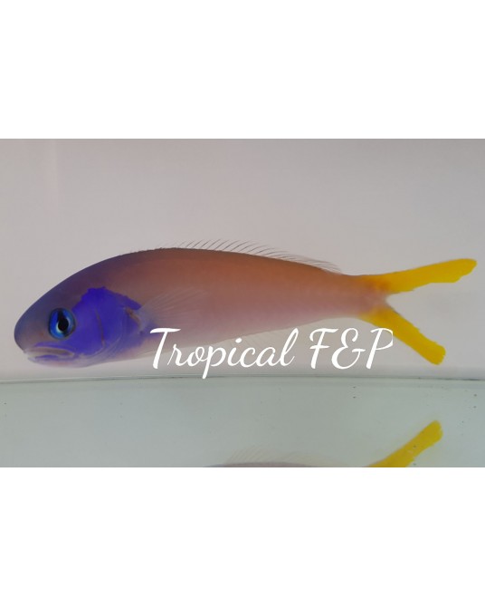 HOPLOLATILUS STARCKI
