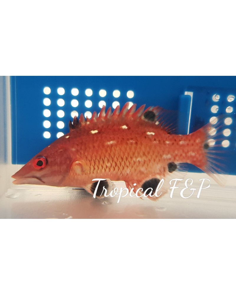 Nemateleotris decora