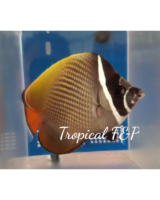 CHAETODON COLLARE CHAETODON COLLARE