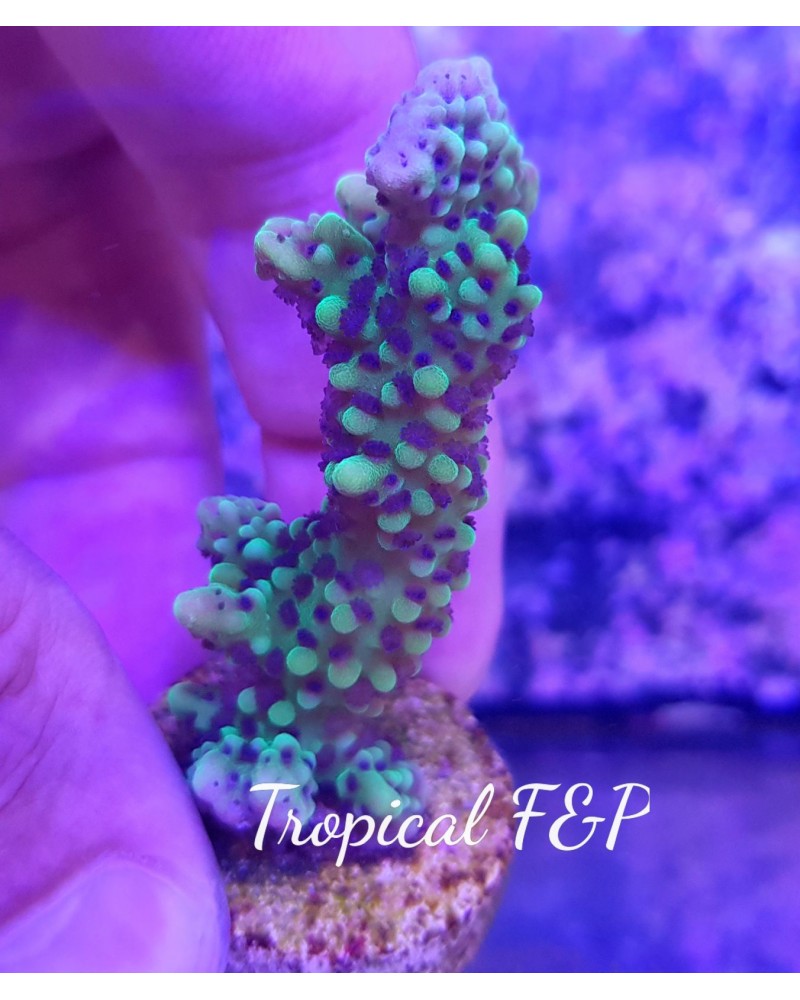 ESQUEJES DE MONTIPORA CAPITATA