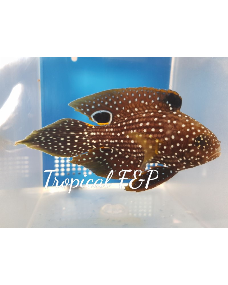 CALLOPLESIOPS ALTIVELIS 