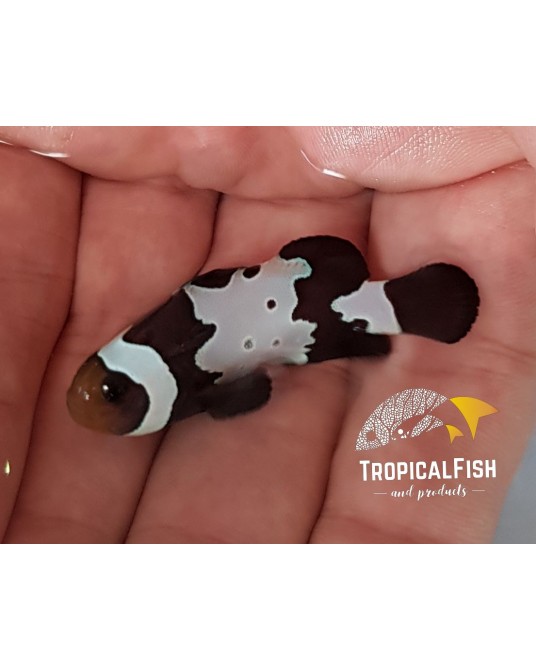 OCELLARIS SNOW FLAKE BLACK