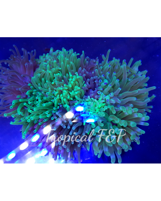 CONDYLACTYS GIGANTEA COLOR PLUS LOTE 10 UNIDADES