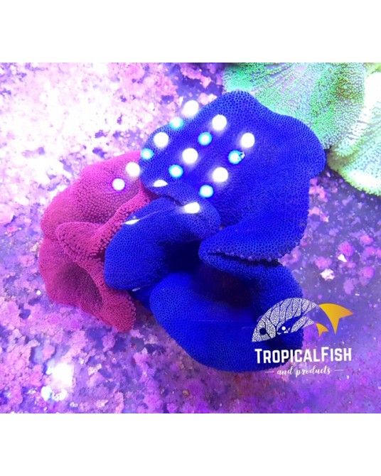 HADDONI AZUL ULTRA L