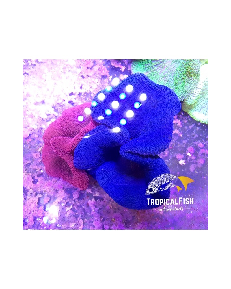 HADDONI AZUL ULTRA