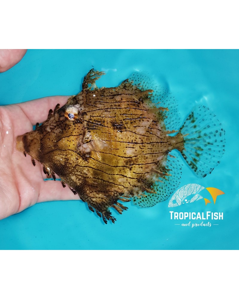 CHAETODERMIS PENICILLIGERUS XL