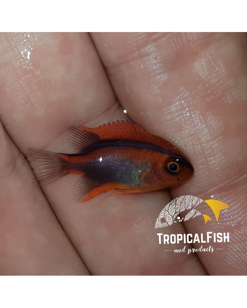 NEOGLYPHIDODON CROSSI