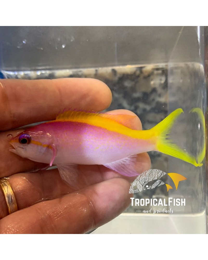 ANTHIAS EVANSI MALDIVAS