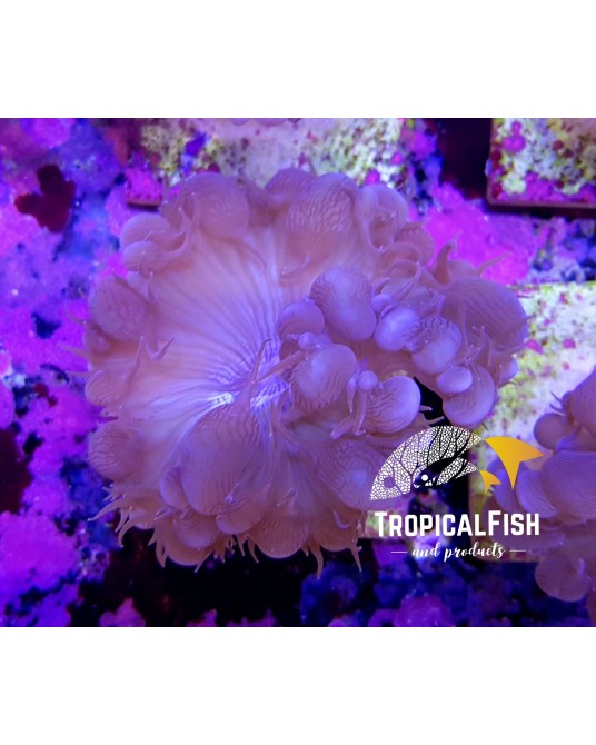 PLEROGYRA SINUOSA 6X6 CULTIVO PROPIO
