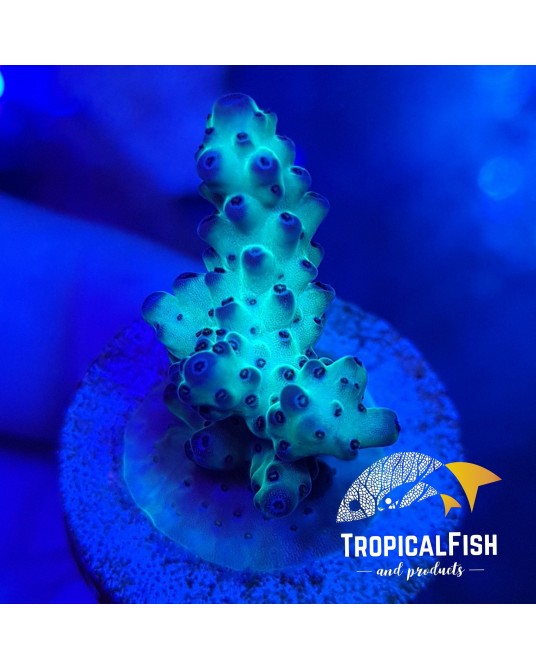 ESQUEJE ACROPORA PEACEMAKER BLUE AND GREEN