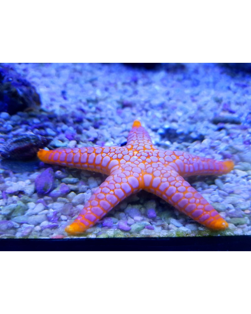Nemateleotris decora