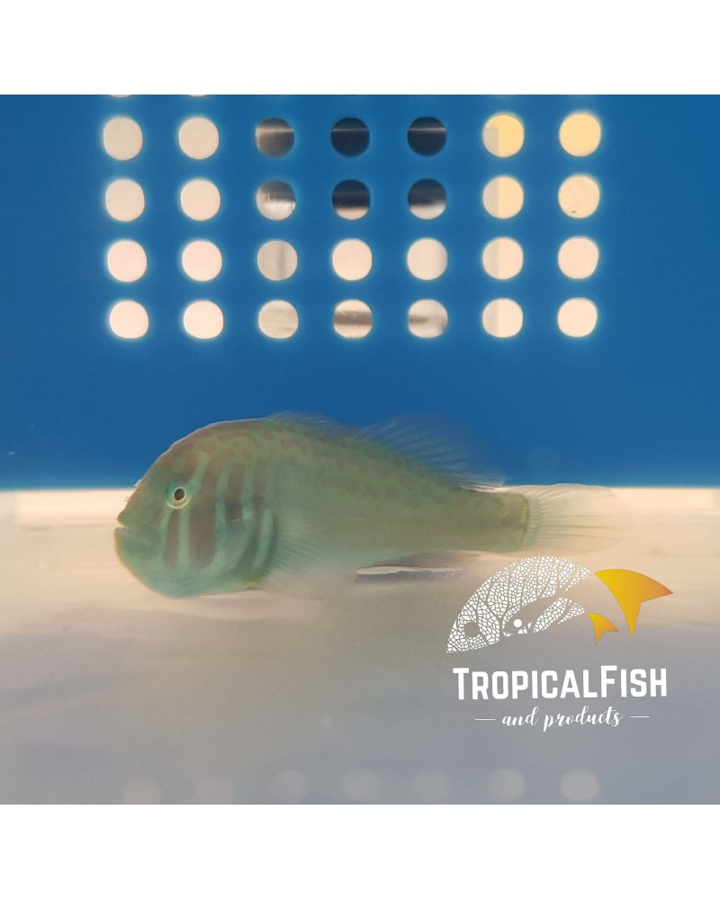 GOBIODON HISTRIO