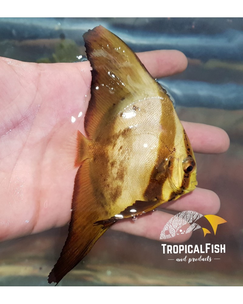 PLATAX ORBICULARIS