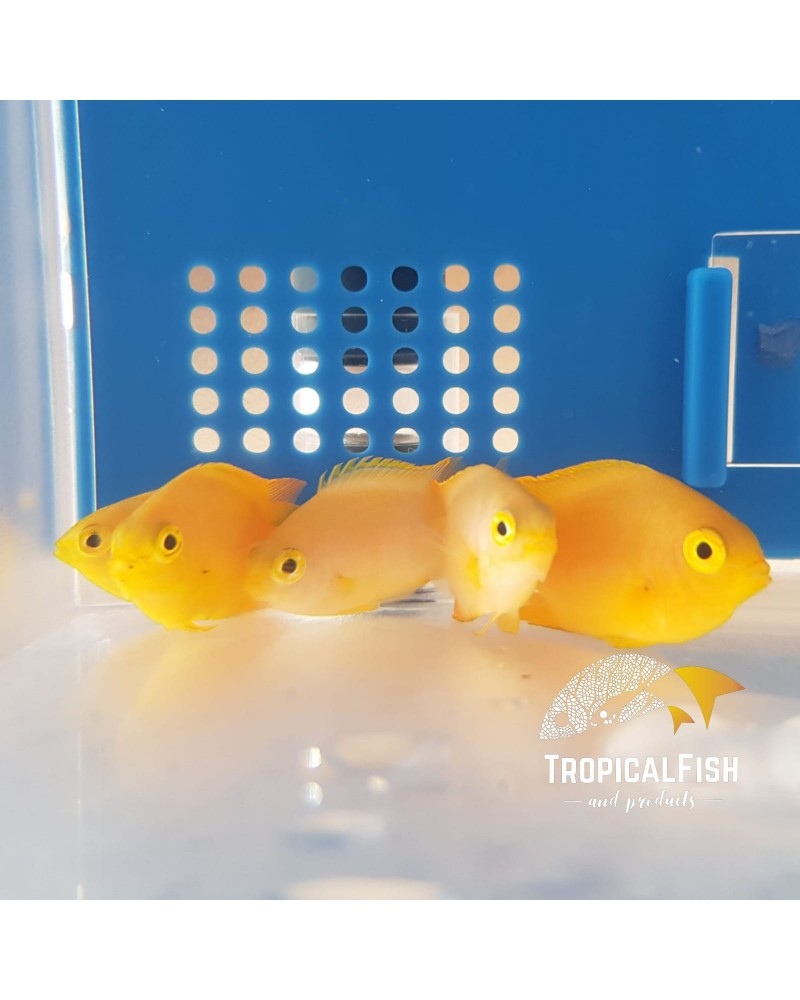 POMACENTRUS MOLUCCENSIS