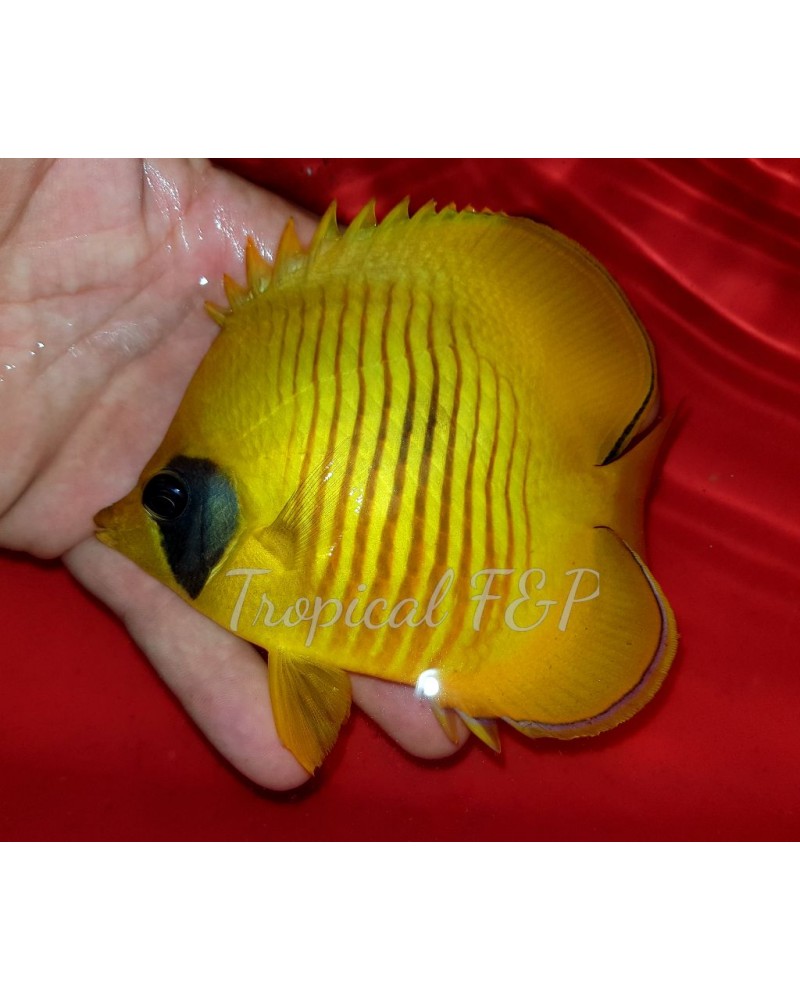 CHAETODON SEMILARVATUS L