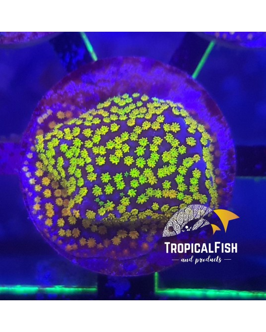 ESQUEJES DE MONTIPORA RAINBOW