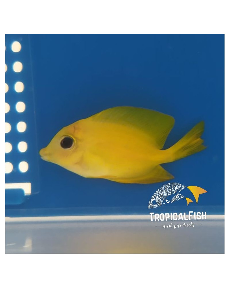 STRIGOSUS YELLOW TOTAL AFRICA O MALDIVAS