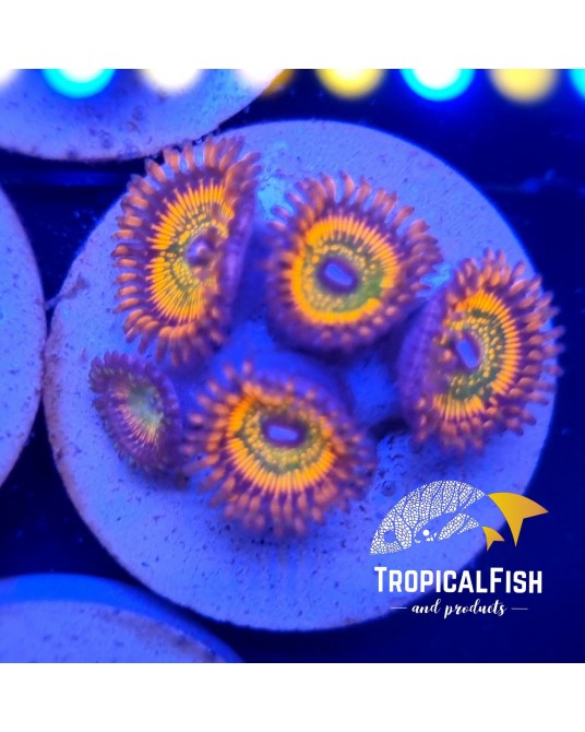 LOTE 10 FRAG ZOANTHUS PREMIUM CANDY APPLE