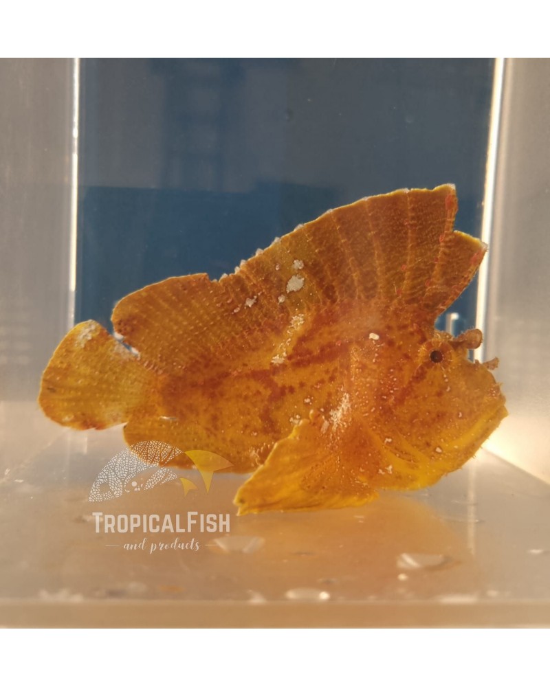 TAENIANOTUS TRIACANTHUS NORMAL COLOR