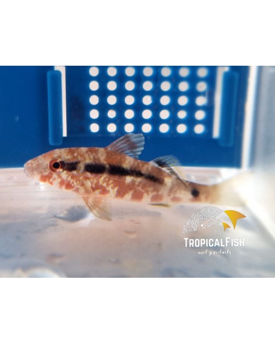 PARUPENEUS CYDOTOS