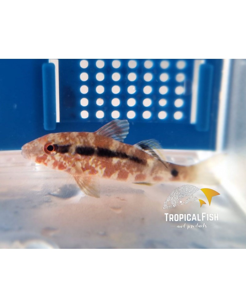 PARUPENEUS CYDOTOS