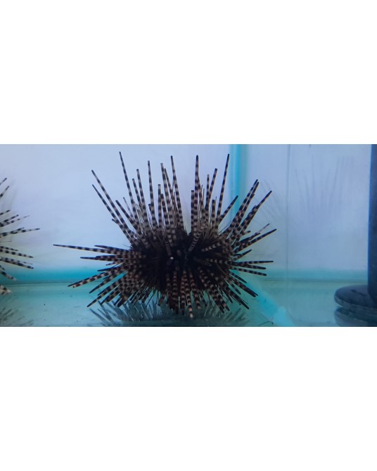 ECHINOMETRA CALAMARIS, ERIZO LAPIZ