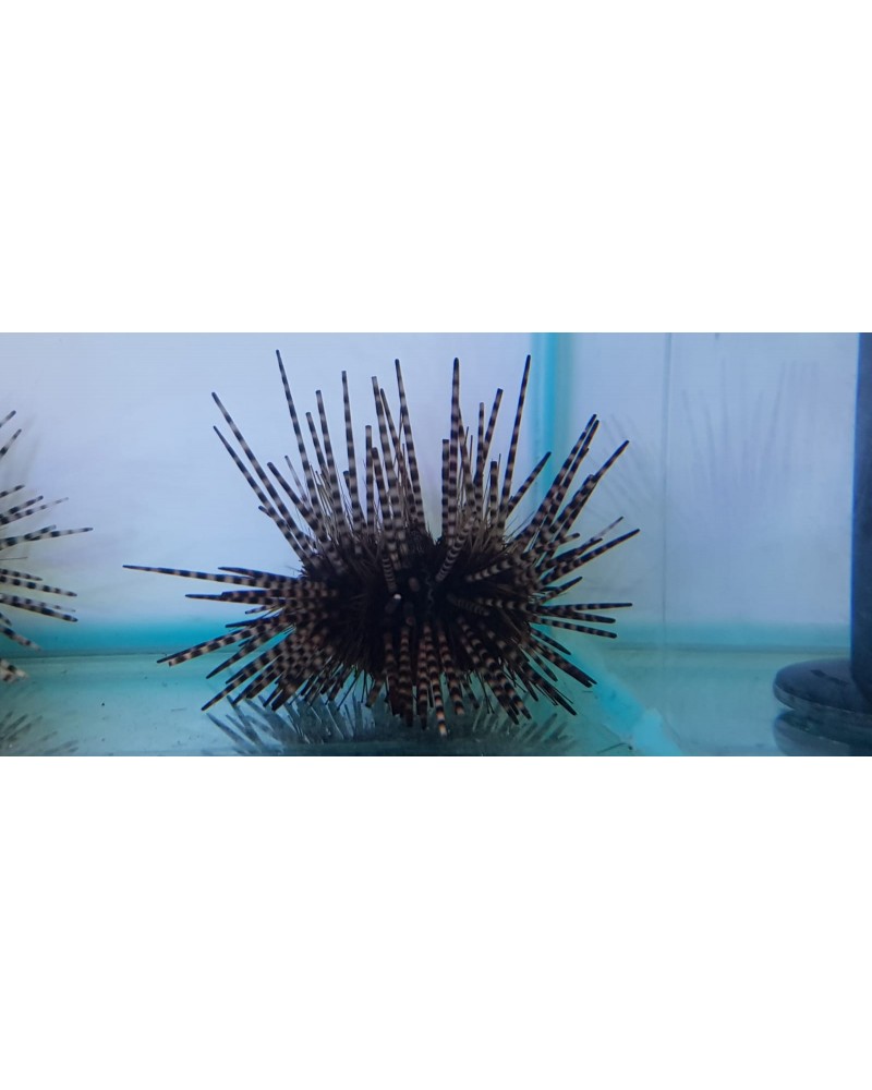 ECHINOMETRA CALAMARIS, ERIZO LAPIZ