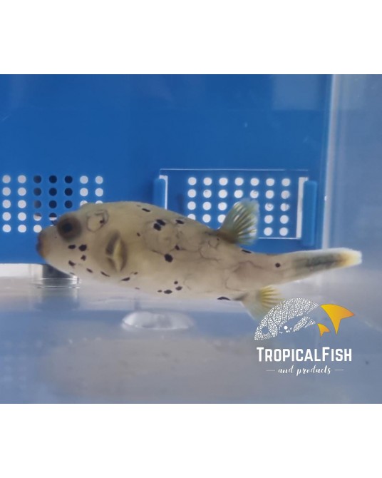 AROTHRON NIGROPUCTATUS