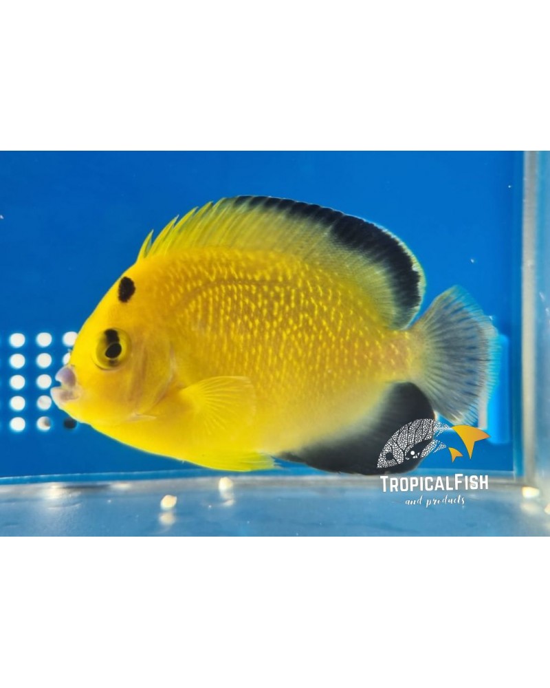 APOLEMIVHTHYS XANTHOPUNCTATUS CAUTIVIDAD