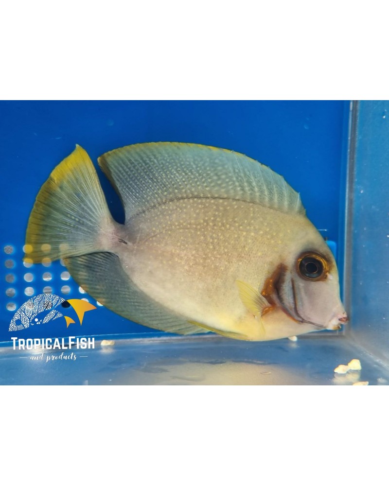 ACANTHURUS PYROFERUS MIMIC YELLOW TANG