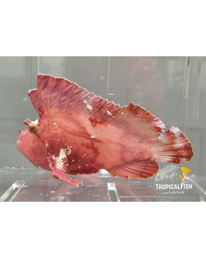 TAENIANOTUS TRIACANTHUS PINK
