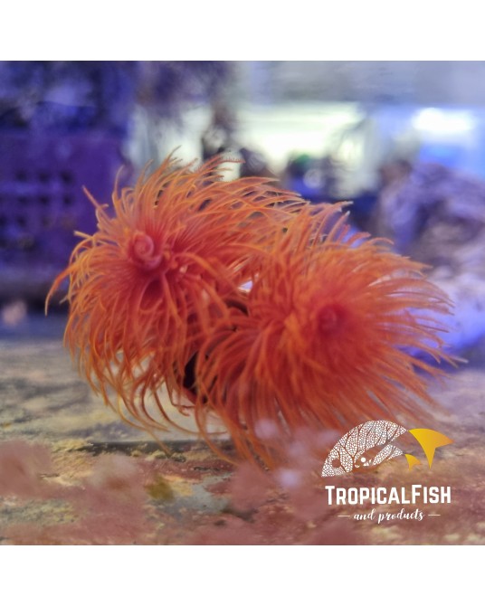 PROTULA BISPIRALIS XXXL RED