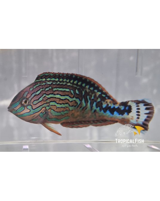 MACROPHARYNGODON BIPARTITUS MACHO L-XL
