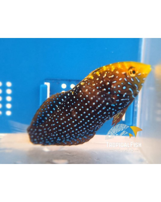 MACROPHARYNGODON CYANOGUTTATUS